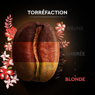 Grains Honduras Bio 500G