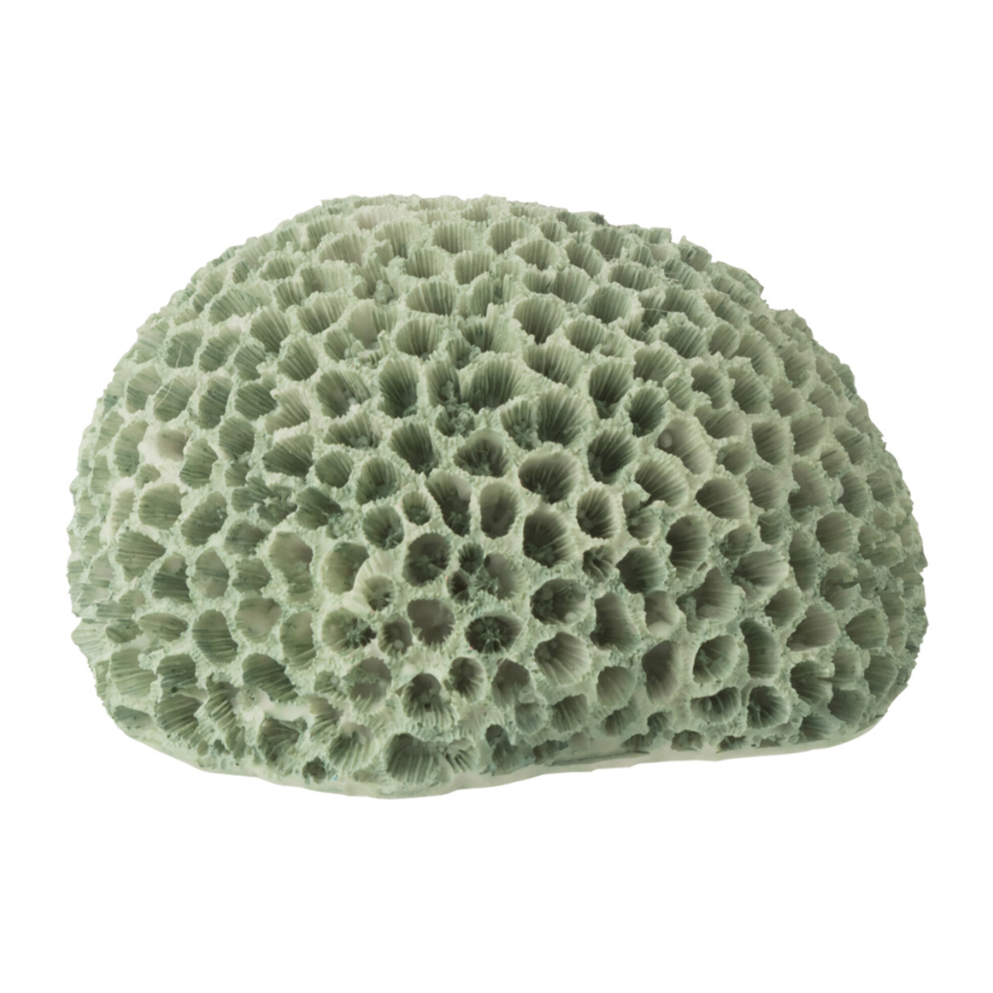 J-Line Corail décoratif - polyrésine - vert menthe - small - 3 pièces