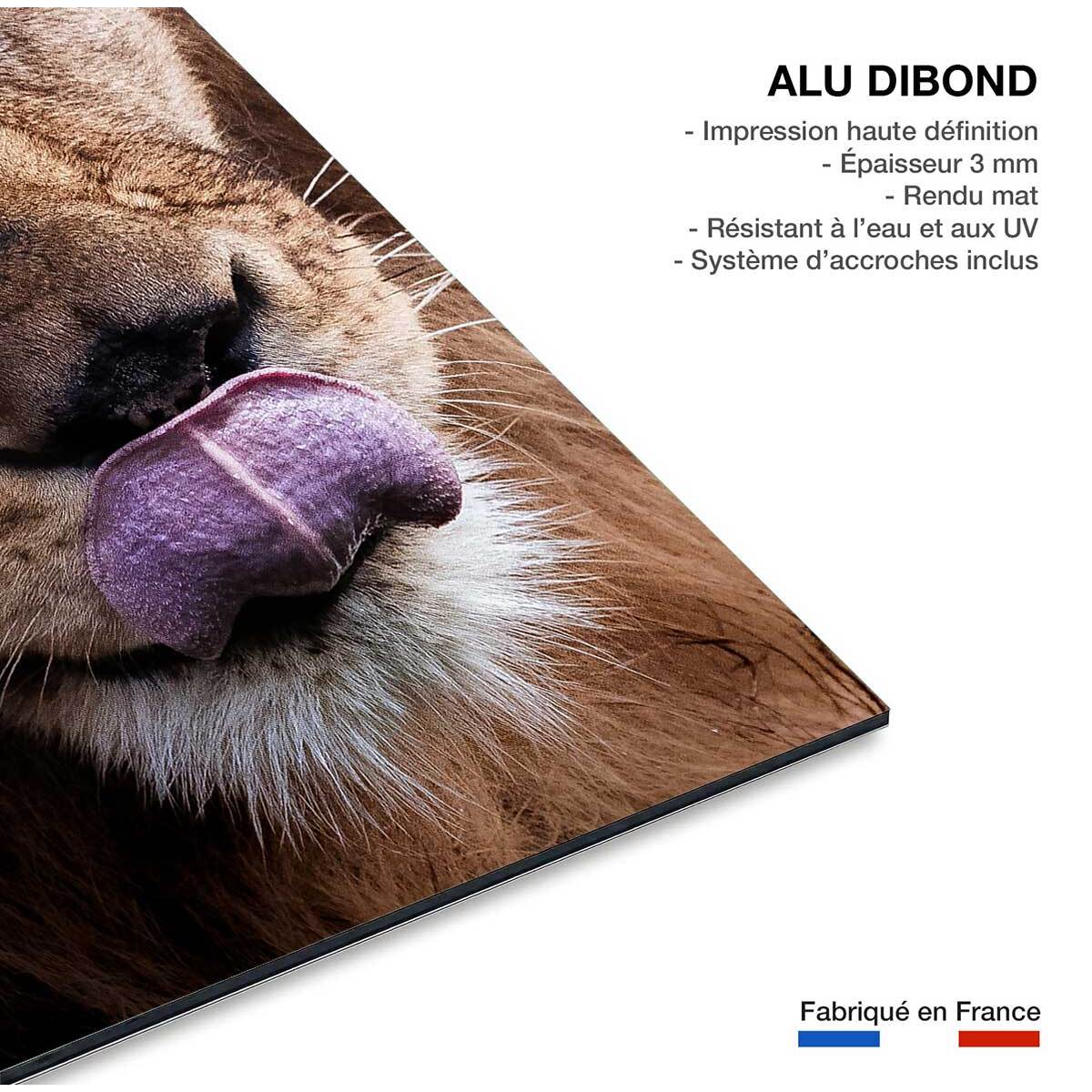 Tableau animaux delice de lion Tableau alu Dibond