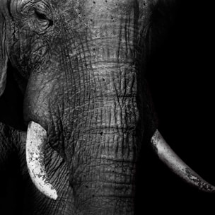 Affiche animaux éléphantloxodonta africana Affiche + cadre en bois - Chêne