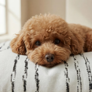 Housse antitaches pour lit pour animal Rufus