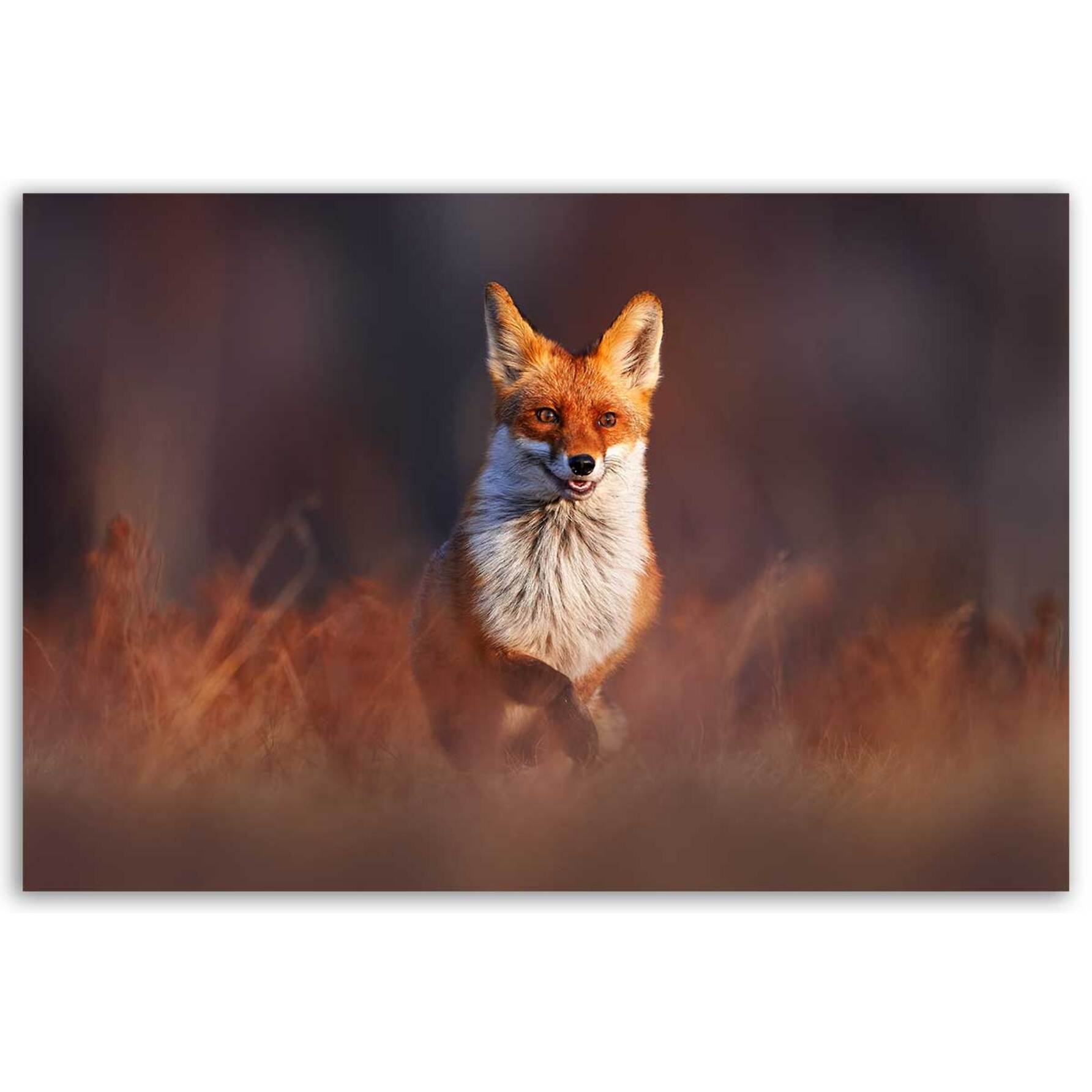 Tableau renard élégant dans les herbes d’automne Toile imprimée