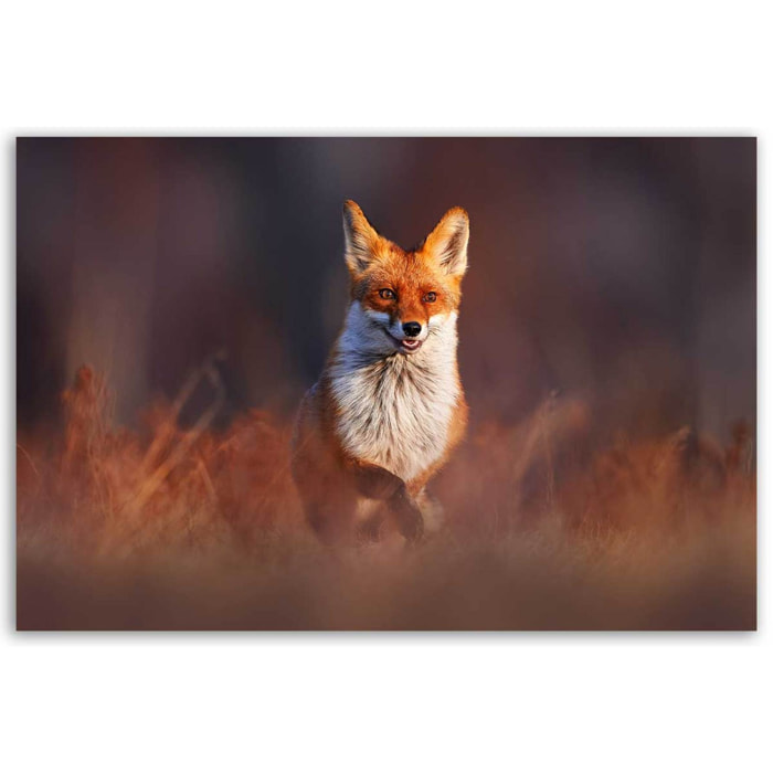 Tableau renard élégant dans les herbes d’automne Toile imprimée