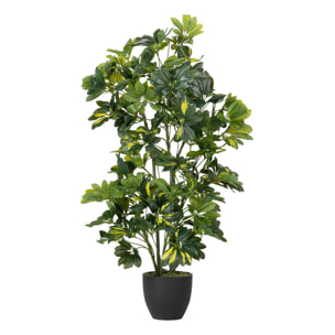 Planta Schefflera Arboricola 50x50x95 Cm