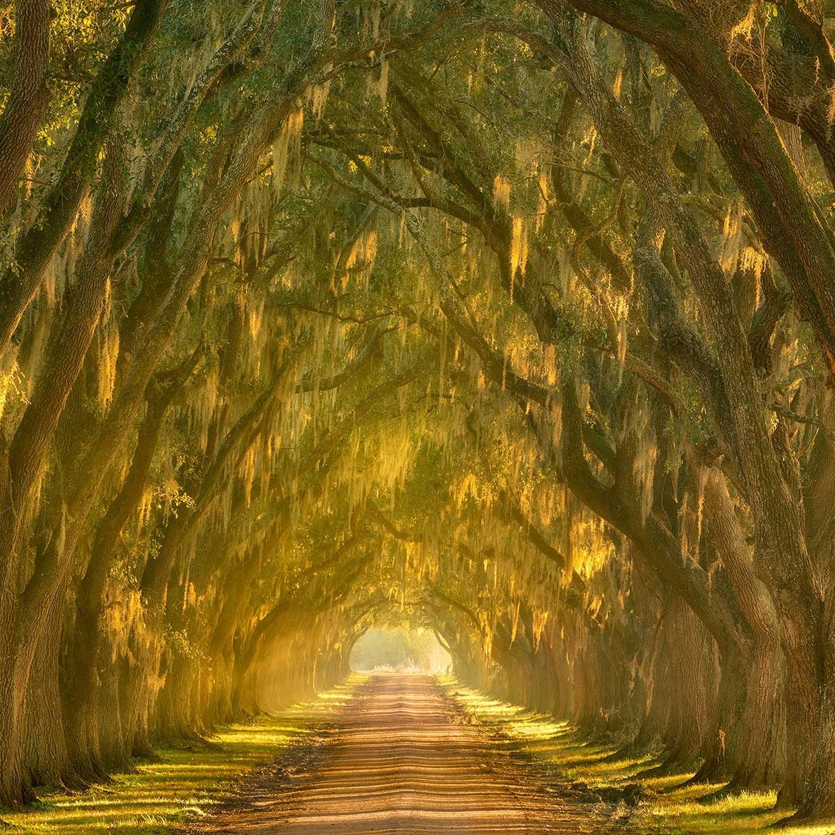 Affiche ""Allee enchanteresse"" Affiche + cadre en bois - Noir