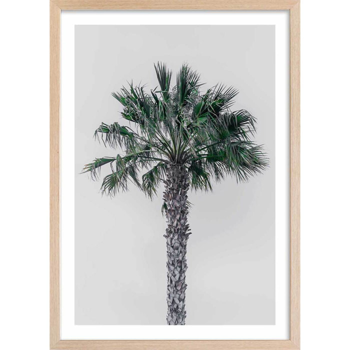 Affiche coconut palm Affiche sous cadre bois