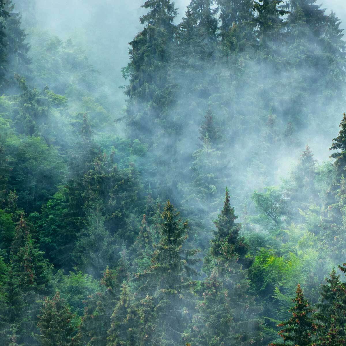 Tableau forêt brumeuse et pins majestueux Toile imprimée