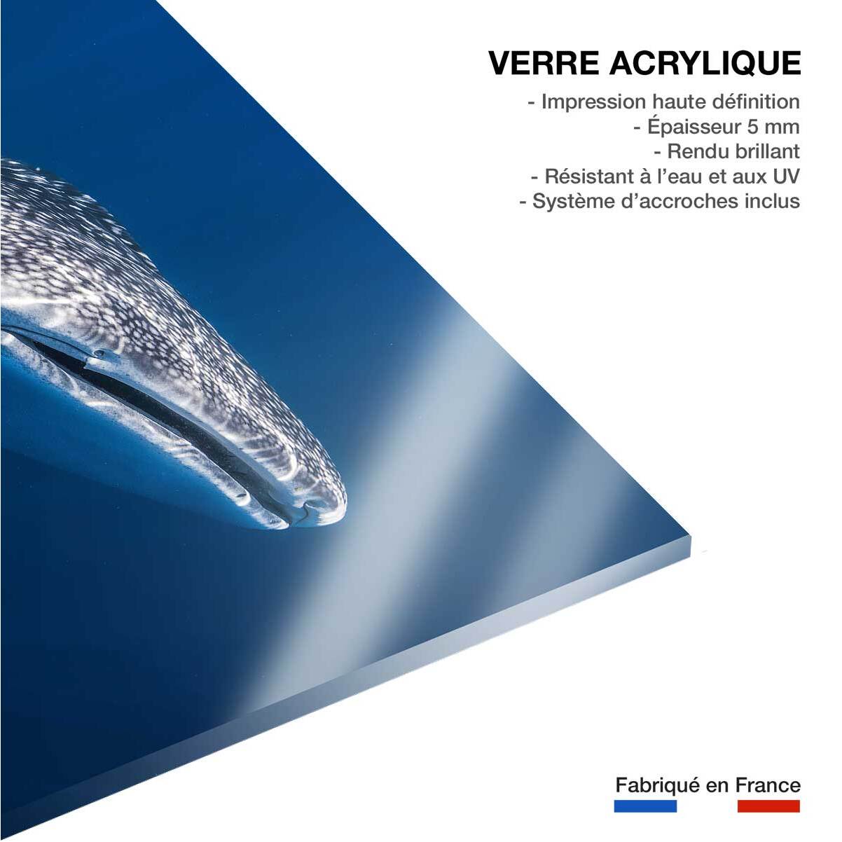 Tableau Requin baleine Tableau plexiglas