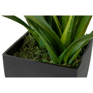 Planta Orquidea Cymbidium 60x60x100 Cm