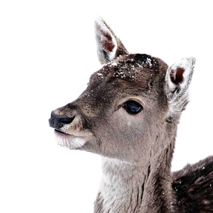 Affiche enfant faon sous la neige  Affiche + cadre en bois - Chêne