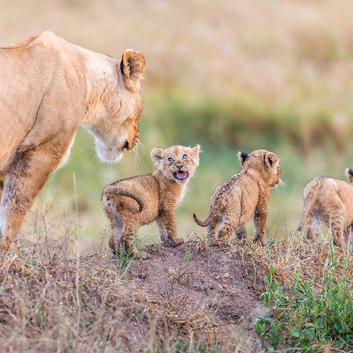 Tableau animaux let's go mom Tableau alu Dibond