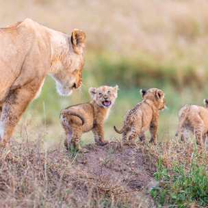Tableau animaux let's go mom Tableau alu Dibond