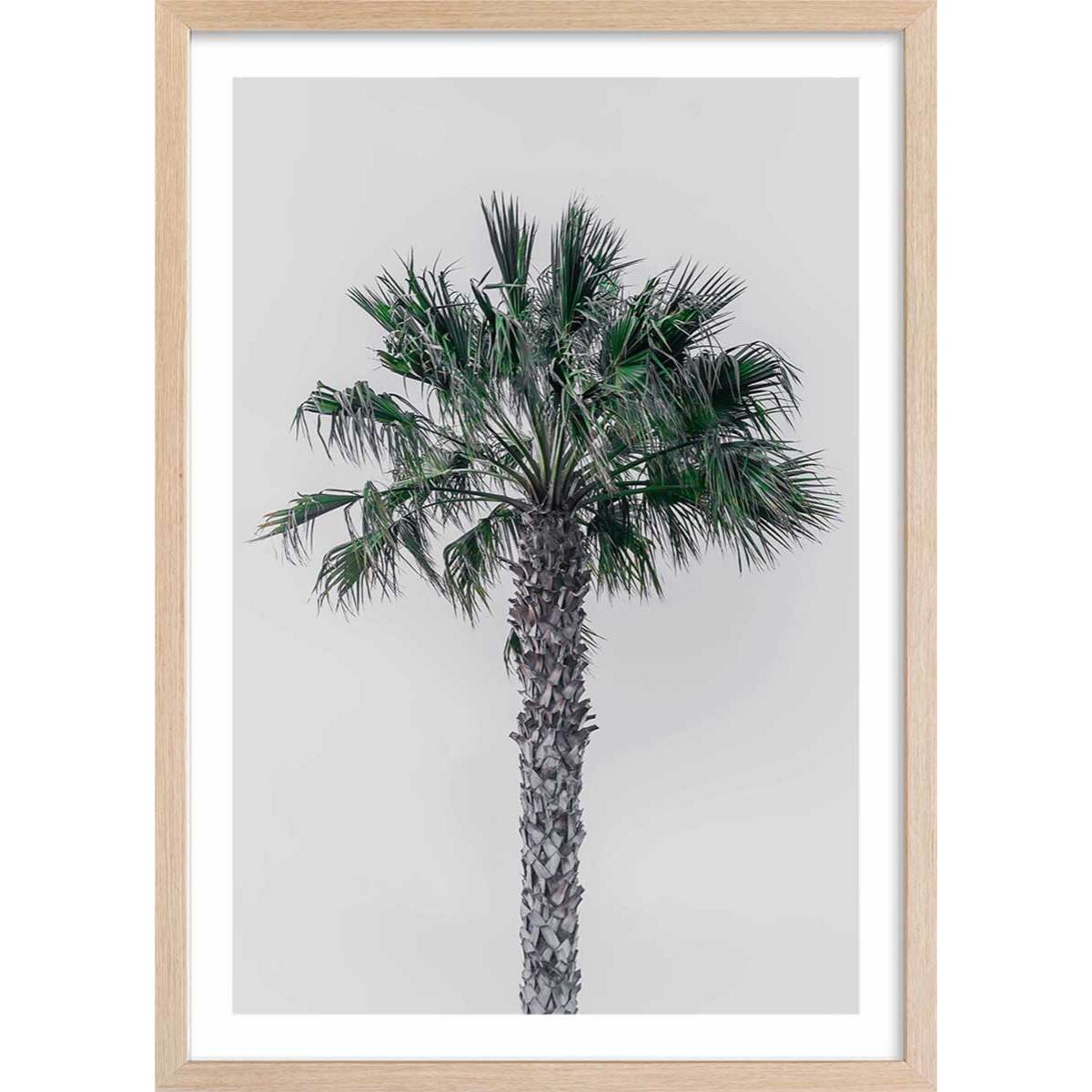 Affiche coconut palm Affiche + cadre en bois - Chêne