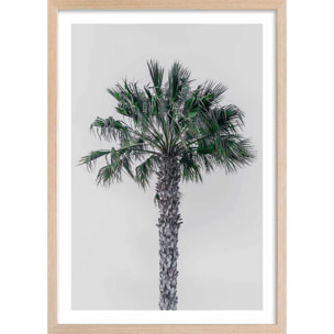 Affiche coconut palm Affiche + cadre en bois - Chêne