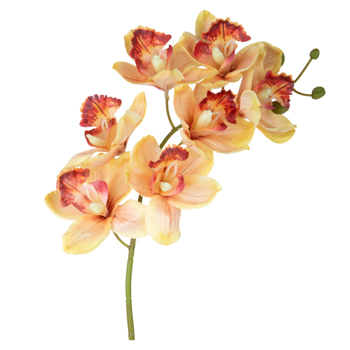 Cymbidium - Pezzi 3 - Colore: Giallo/viola - Bianchi Dino