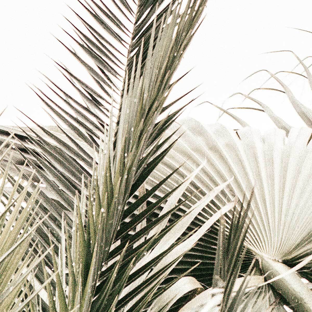 Affiche encadrée feuillage tropical chic Affiche + cadre en métal - Noir