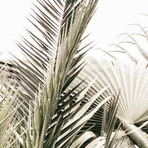 Affiche encadrée feuillage tropical chic Affiche + cadre en métal - Noir