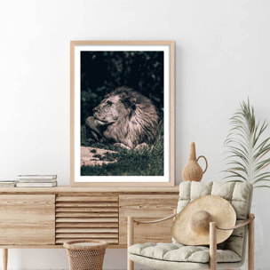 Affiche lion mon roi Affiche + cadre en bois - Chêne