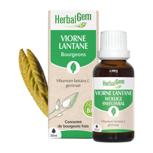 Herbalgem- Bourgeon de Viorne Lantane - Bio - 30 ml