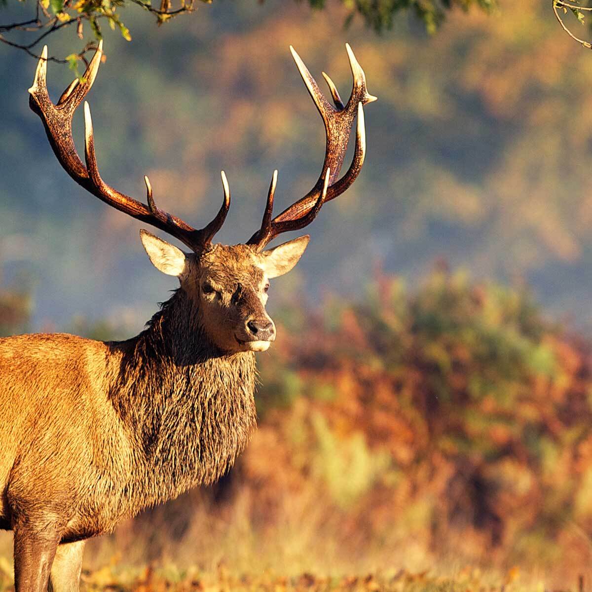 Affiche encadrée cerf en forêt automnale Affiche + cadre en métal - Noir