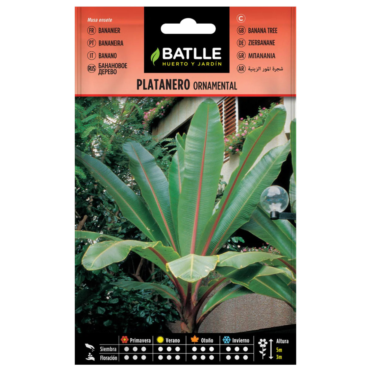 Semillas de Platanero ornamental Batlle