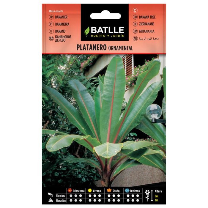 Semillas de Platanero ornamental Batlle