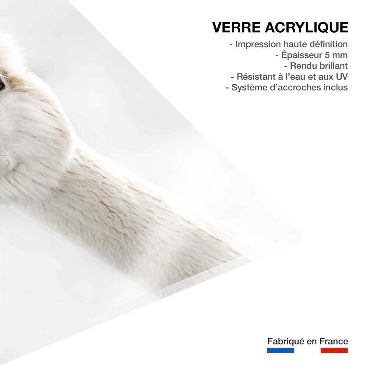 Tableau animaux lama laine  Tableau plexiglas