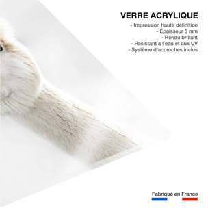 Tableau animaux lama laine  Tableau plexiglas
