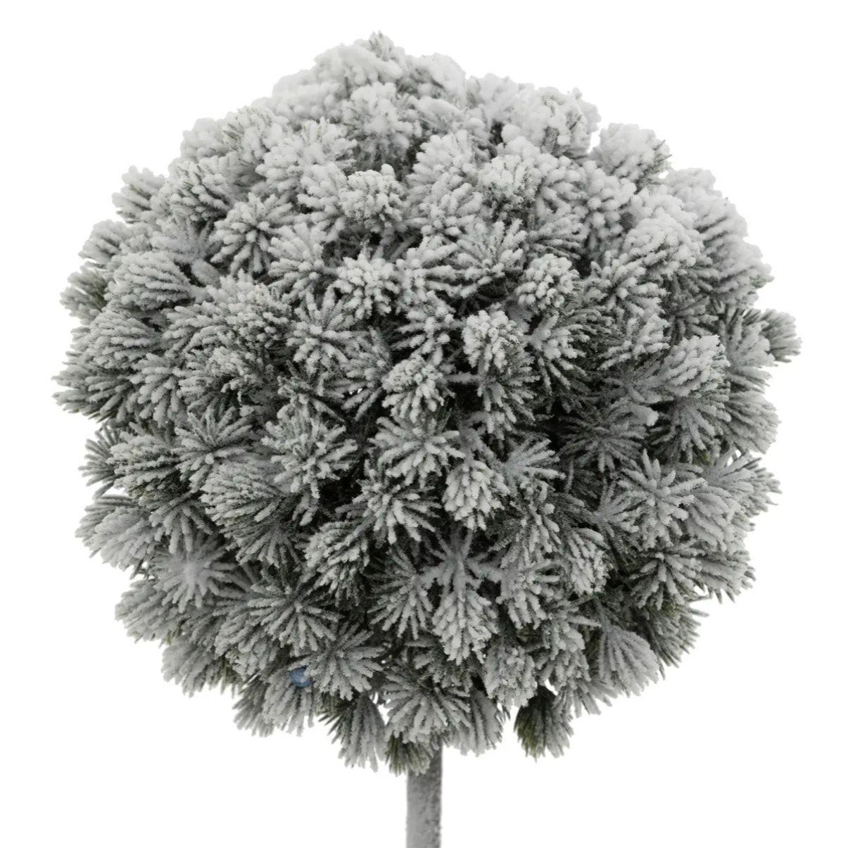 BUIS ENNEIGE H35