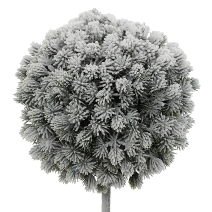 BUIS ENNEIGE H35