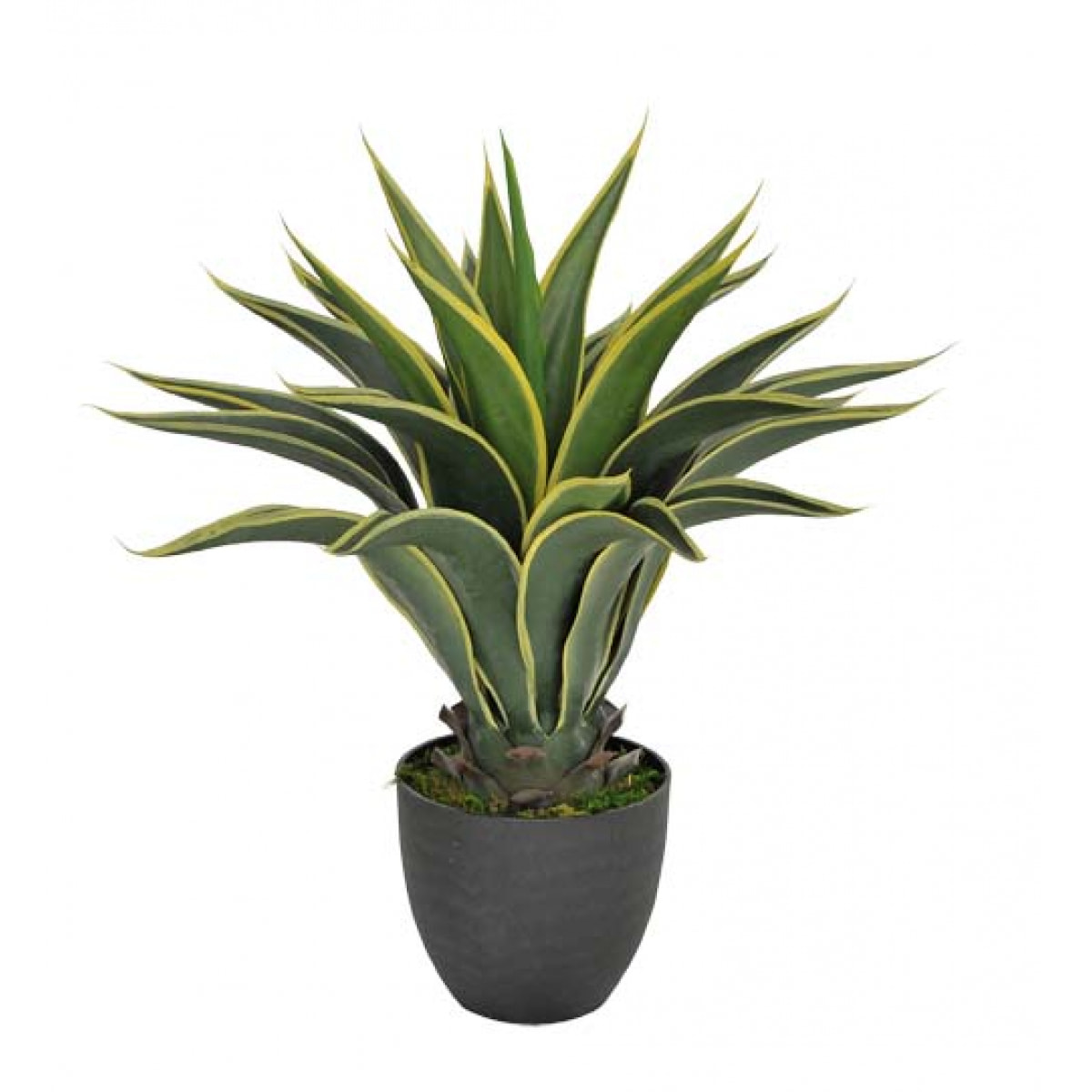 Agave Attenuata Con Vaso. Altezza 60 Cm - Pezzi 1 - 30X60X15cm - Colore: Verde - Bianchi Dino - Piante Artificiali