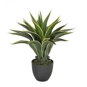 Agave Attenuata Con Vaso. Altezza 60 Cm - Pezzi 1 - 30X60X15cm - Colore: Verde - Bianchi Dino - Piante Artificiali