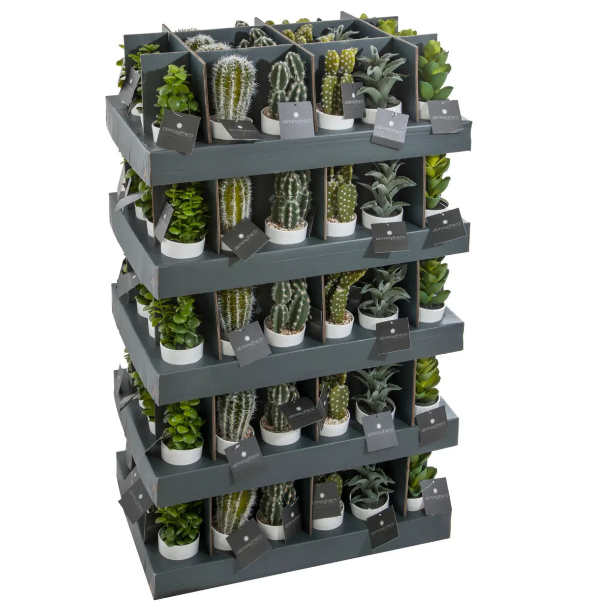 Plante succulente & cactus H18cm