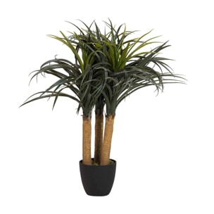 Planta Nolina Recurvata Con Maceta 60x60x75 Cm