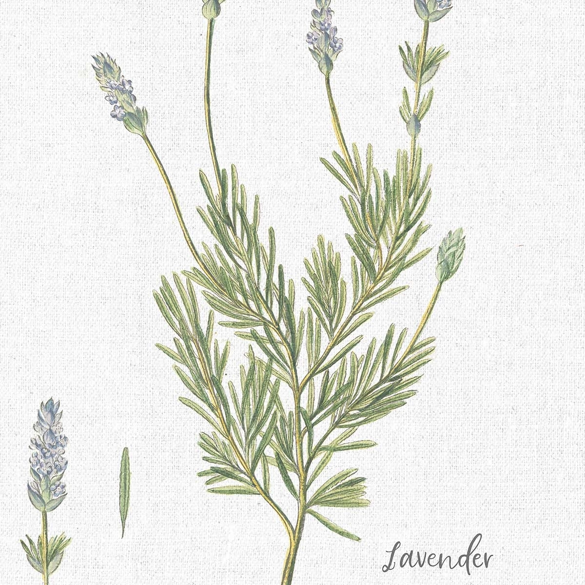 Affiche fleurs Lavande illustrée Affiche sous cadre bois
