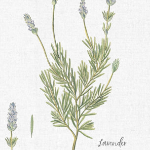 Affiche fleurs Lavande illustrée Affiche sous cadre bois