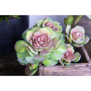 Ramo Succulent Singolo. Altezza 25,5 Cm - Pezzi 2 - 16X25,5X14cm - Colore: Verde - Bianchi Dino - Piante Artificiali
