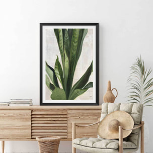 Poster Sanseveria aquarelle Affiche sous cadre noir