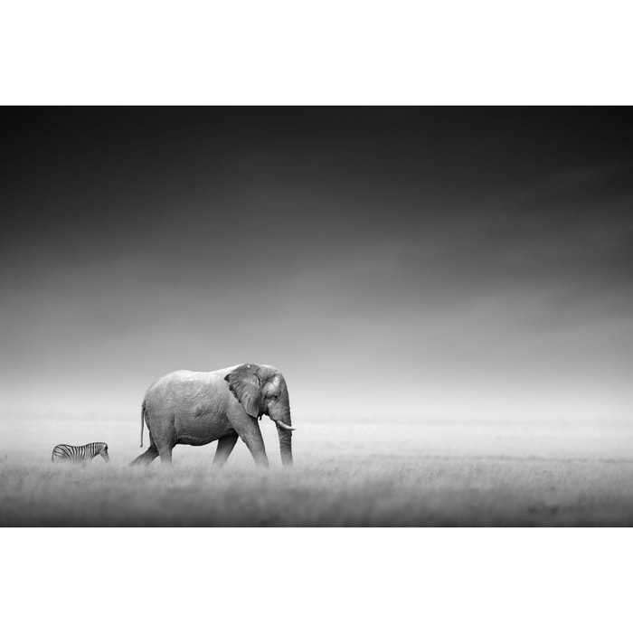 Tableau animaux artistic processing Tableau alu Dibond