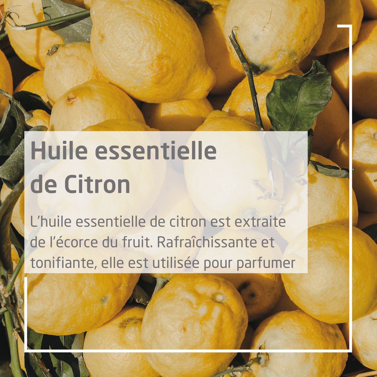 WELEDA - Duo Crème Mains et Ongles nourrissante au Citrus - Nourrit et répare - Certifié Natrue**- Tube 50 ml  x 2