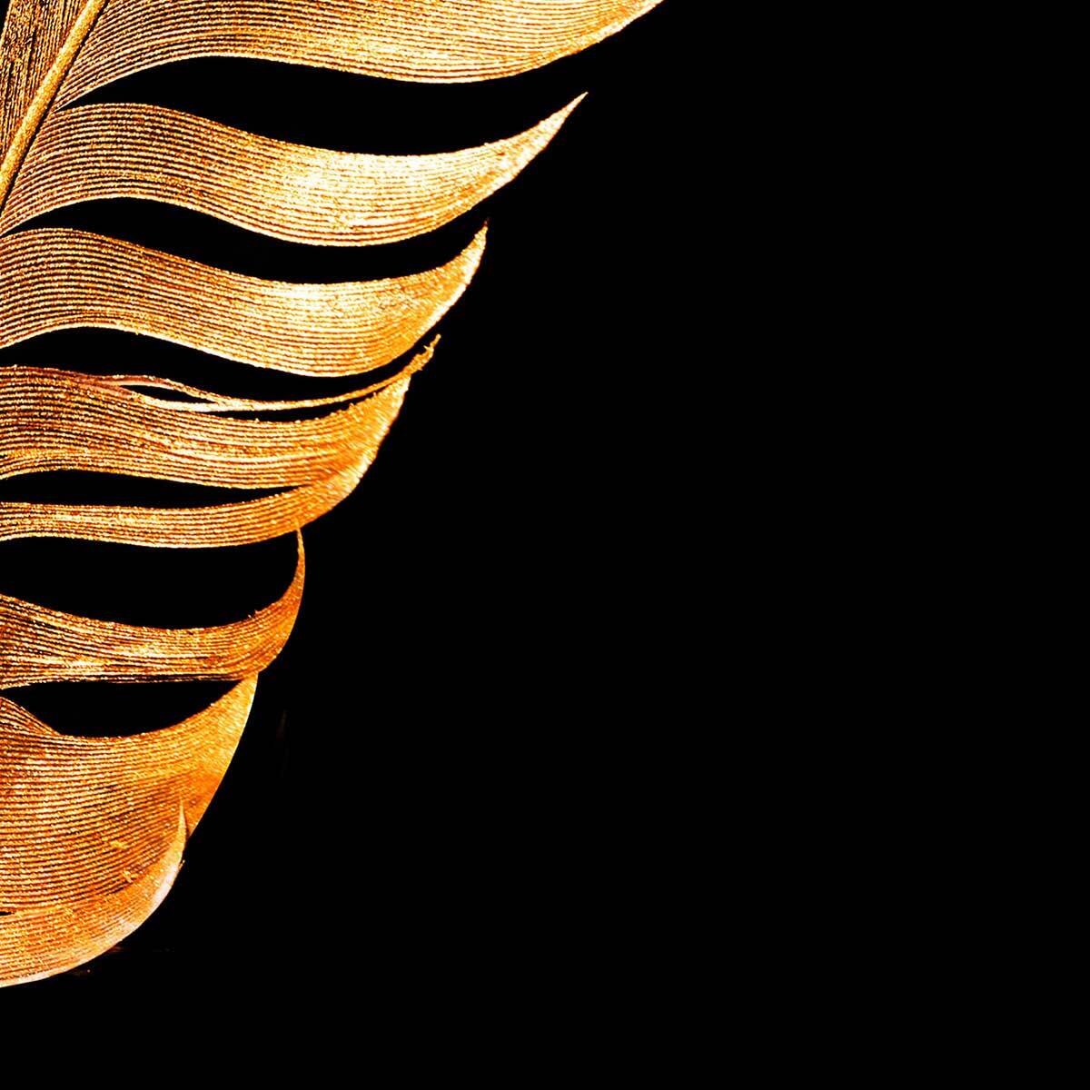 Affiche encadrée plume dorée sur fond noir Affiche + cadre en métal - Noir