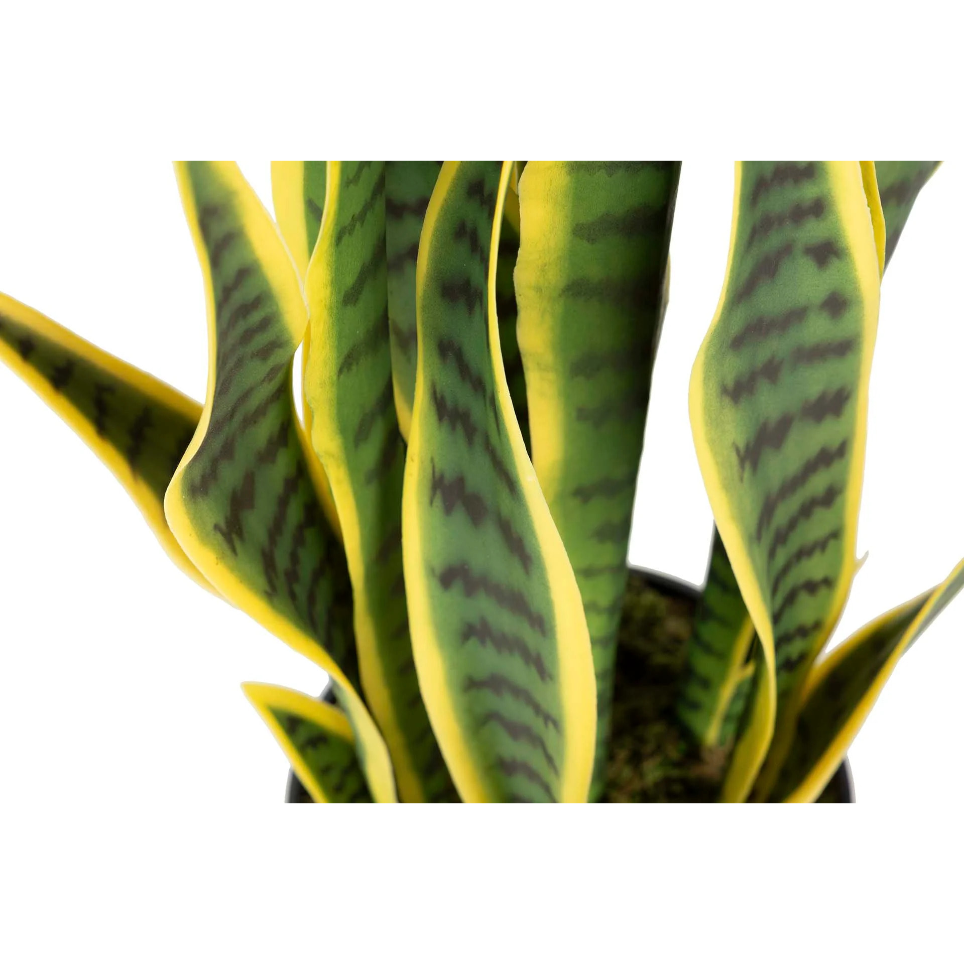 Planta Sansewieria Trifasciata 40x18x70 Cm