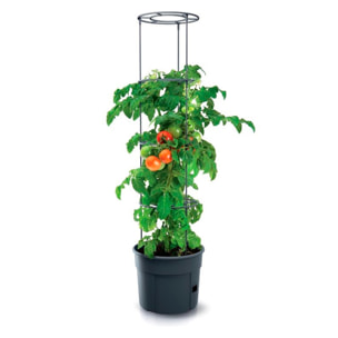 Macetero de tomates Prosperplast Tomate Grower en color antracita