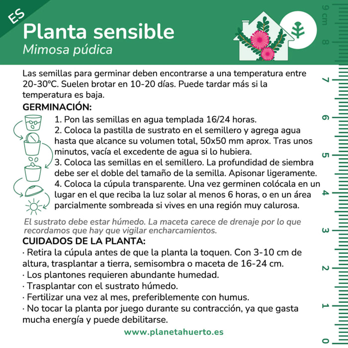 Kit de autocultivo Mimosa Sensitiva Planta Sensible Planeta Huerto