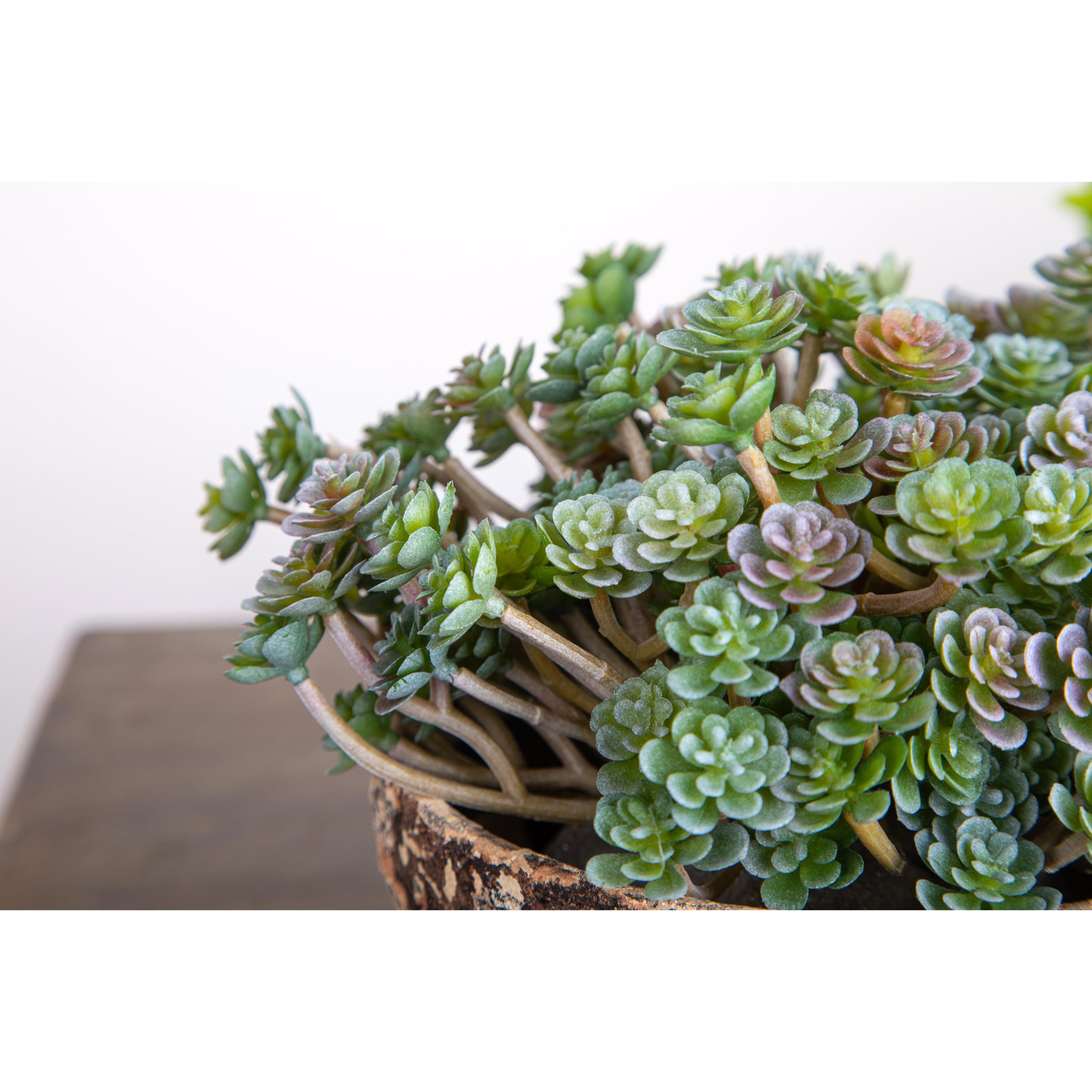 Aoenium Succulent. Altezza 12 Cm - Pezzi 12 - 10X12X8cm - Colore: Verde - Bianchi Dino - Piante Artificiali