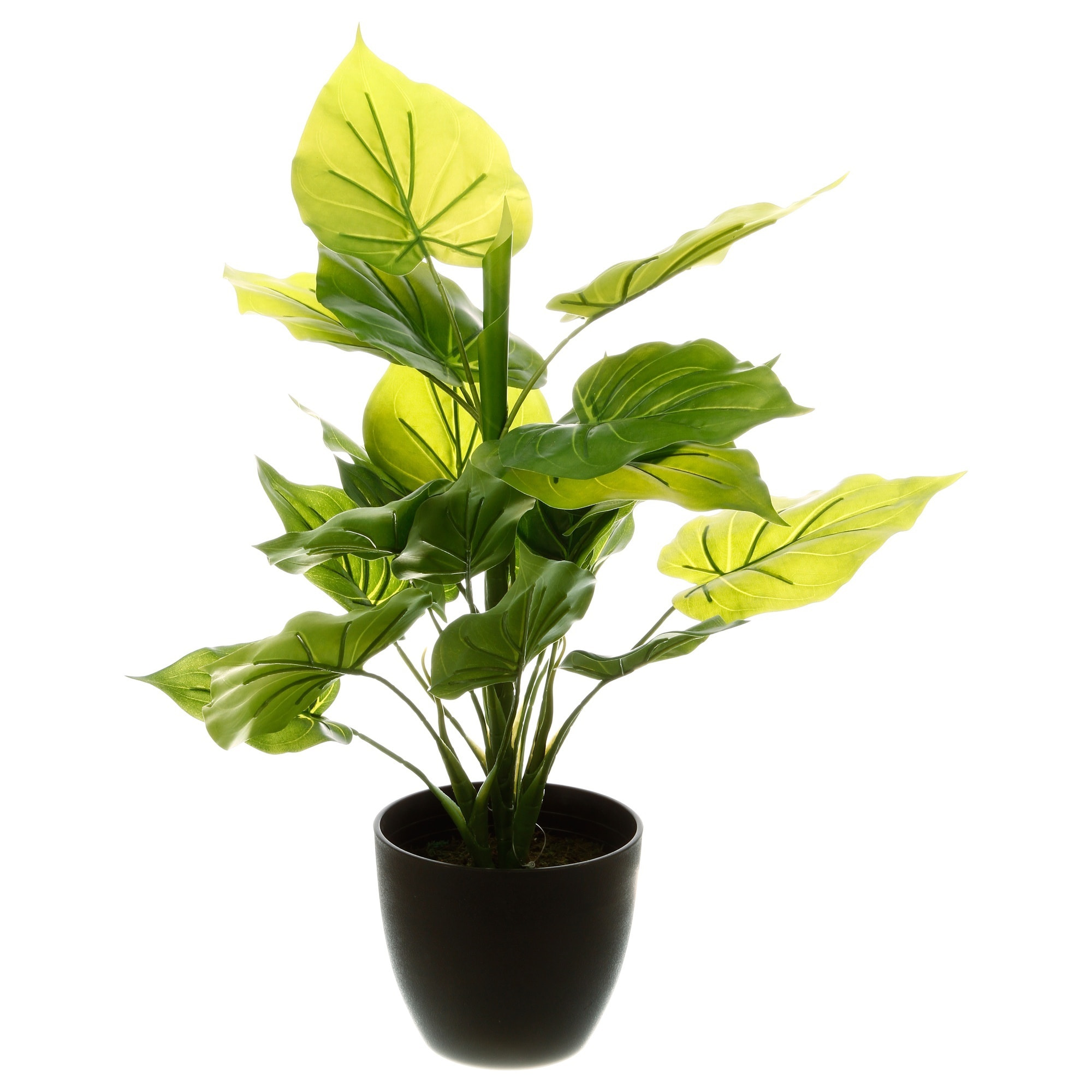 Planta verde h45