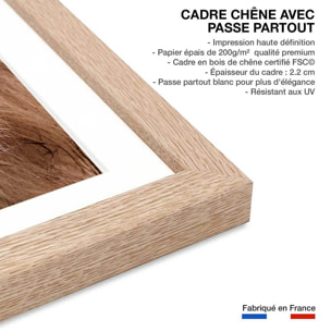 Affiche animaux delice de lion Affiche sous cadre bois