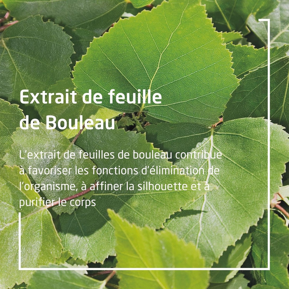 WELEDA - Huile de Massage Minceur au Bouleau - 100 ml