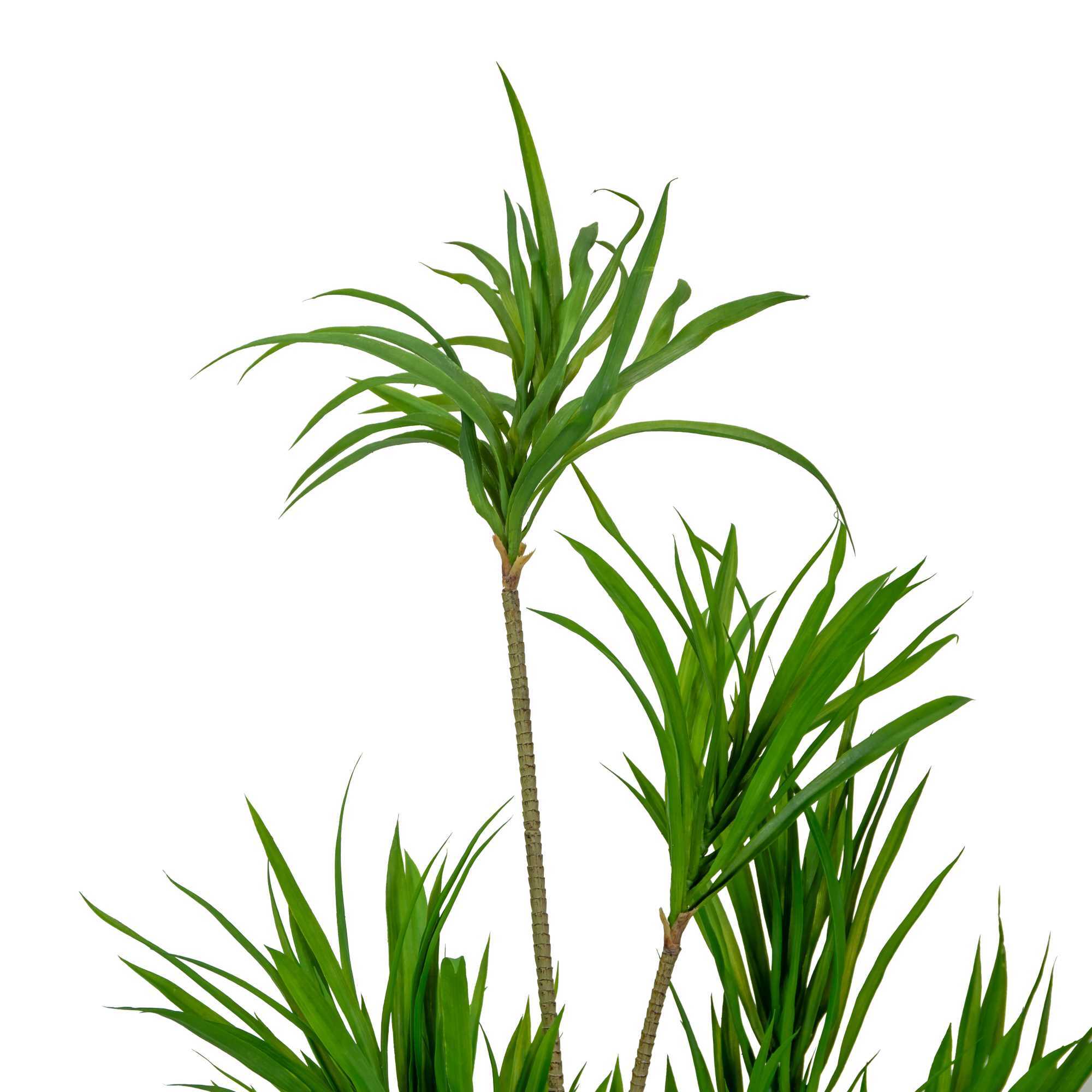 Pianta artificiale Vacchetti in plastica dracena marginata cm h130