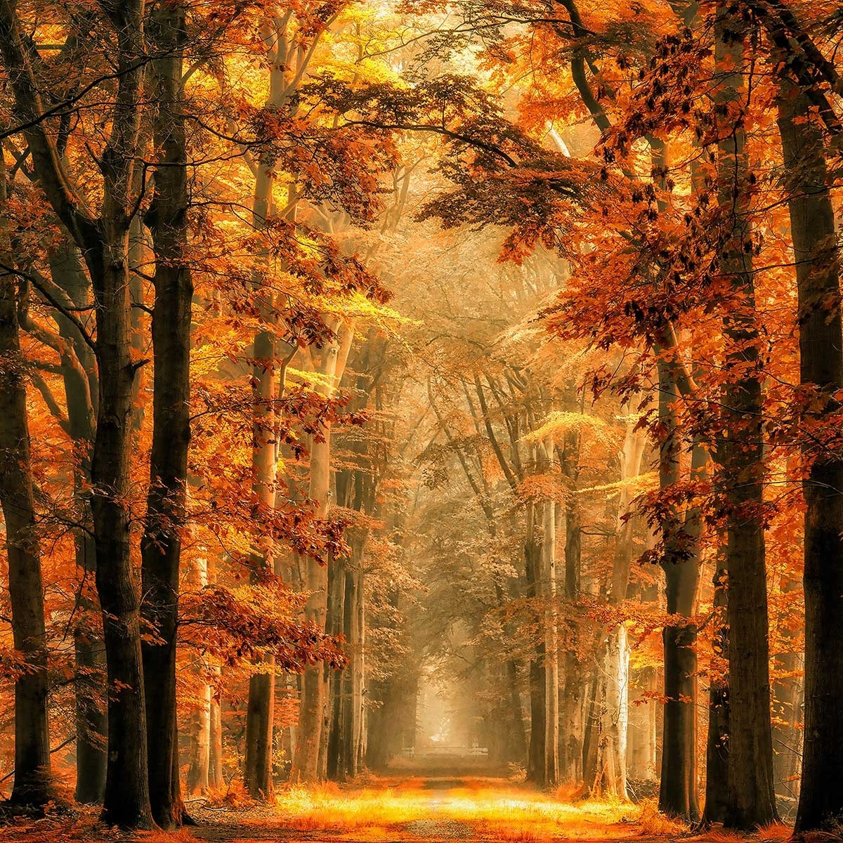 Affiche paysage magie de l' automne Affiche sous cadre bois
